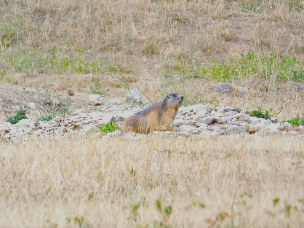 Granon marmotte