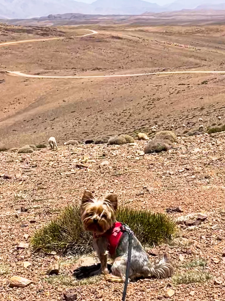 Pixie chien de berger Maroc
