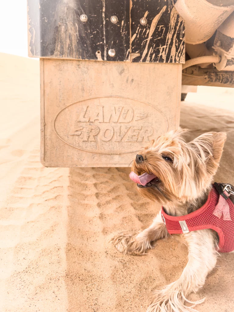 4x4 maroc chien