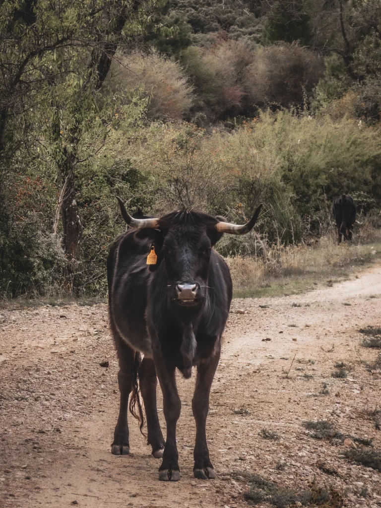 taureau espagne
