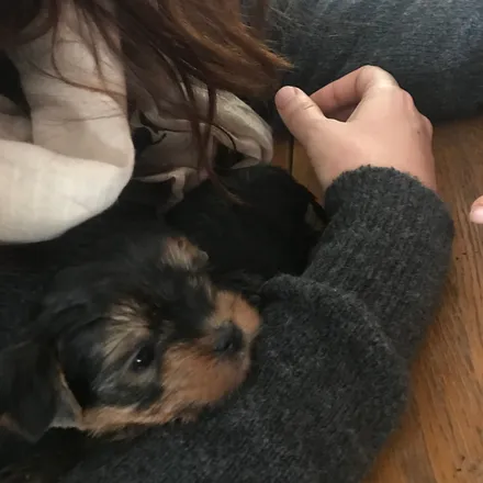 Pixie chiot 1