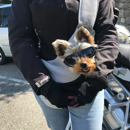 Pixie chiot 3