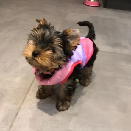 Pixie chiot 2